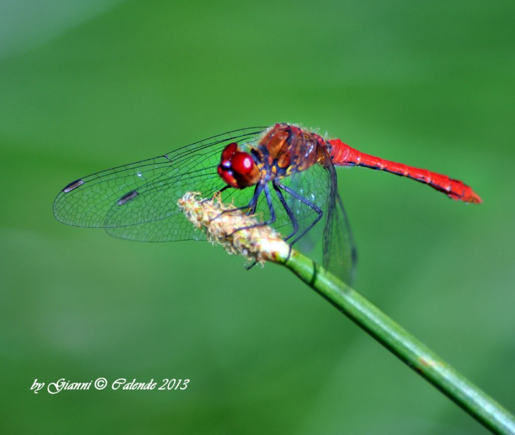 da Confermare: Sympetrum sanguineum